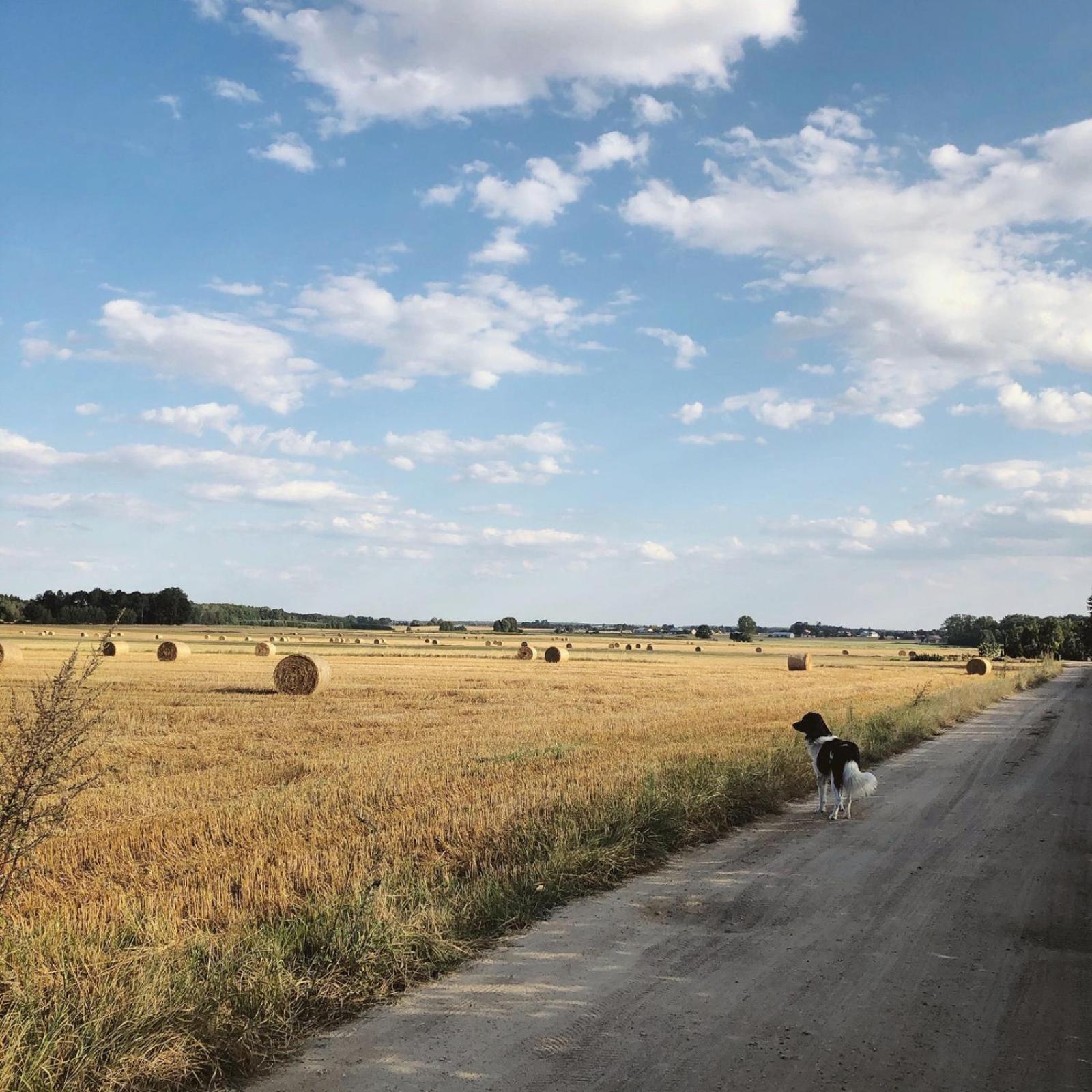 Alpakarium, Hodowla Alpak & Pensjonat Stara Kornica Exterior foto